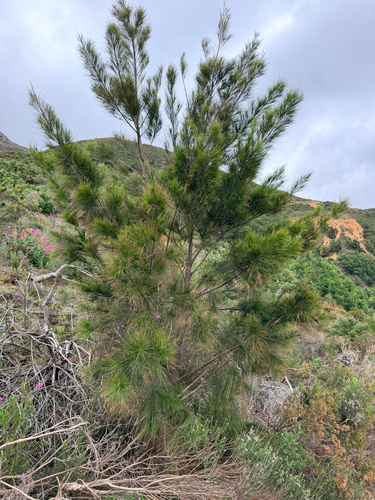 Casuarina cunninghamiana observed 2026-10-18