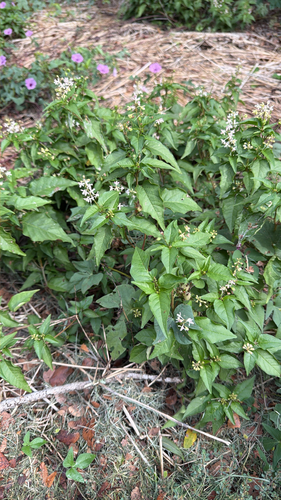Featured image for “pigeonberry”