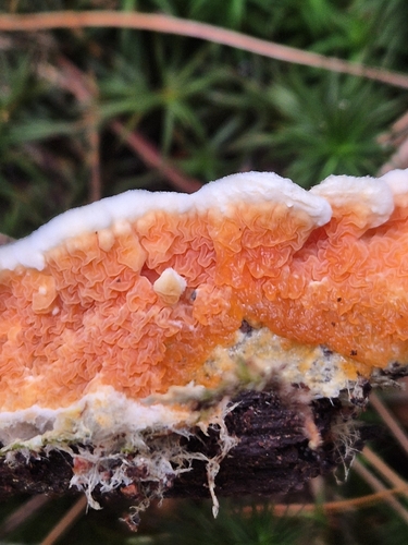 Mollusca observed 2026-10-17