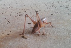 Pediodectes haldemanii