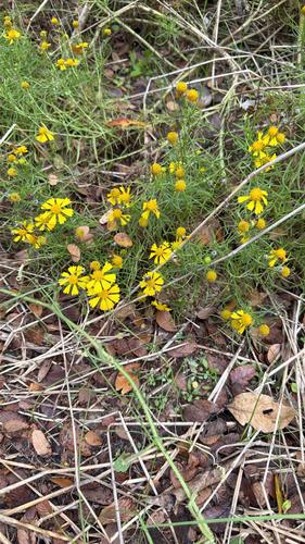 Featured image for “Bitterweed”