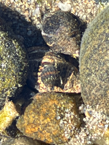 Phrontis vibex observed 2026-10-18
