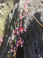 Clarkia springvillensis