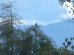 Sporophila luctuosa