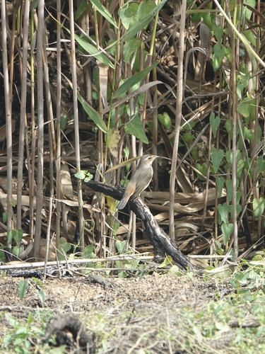 iNaturalist image
