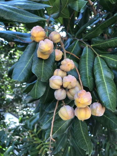 Cupaniopsis anacardioides