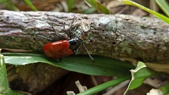 Strongylium gerstaeckeri