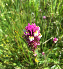 Castilleja densiflora gracilis