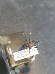 Trigonarthris proxima