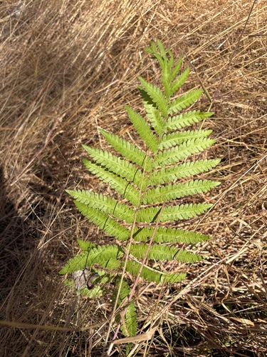 Anchistea virginica observed 2026-10-18