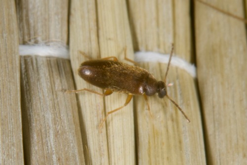 Scraptia fuscula