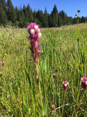 Castilleja densiflora gracilis