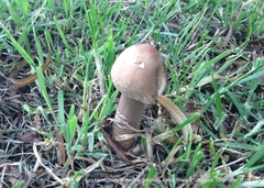 Macrolepiota colombiana