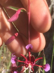 Clarkia springvillensis