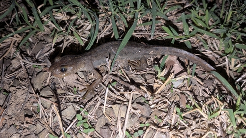 Italian Crested Newt