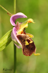 Ophrys × albertiana