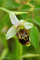Ophrys × albertiana