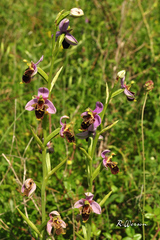 Ophrys × albertiana