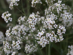 Crambe tataria
