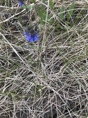 Mertensia oblongifolia
