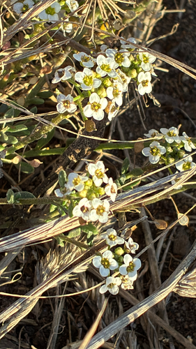 sweet alyssum