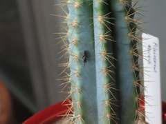 Tachysphex terminatus