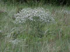 Crambe tataria