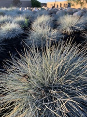 Festuca glauca