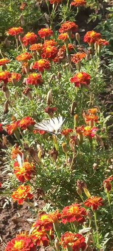 Scarce Swallowtail