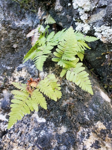 Gymnocarpium robertianum, 2026-10-12