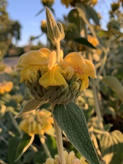 Phlomis