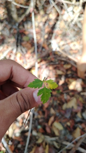 Bursera graveolens observed 2026-10-10
