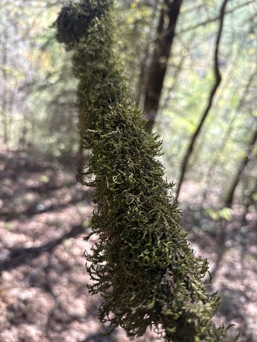 Forsstroemia trichomitria observed 2026-10-18