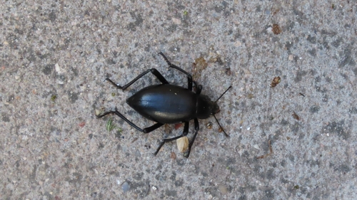 Eleodes spinipes macrura