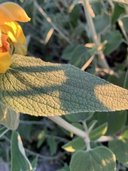 Phlomis