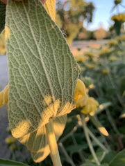 Phlomis