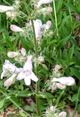 Penstemon pallidus