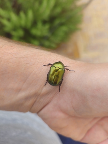 Copper Chafer