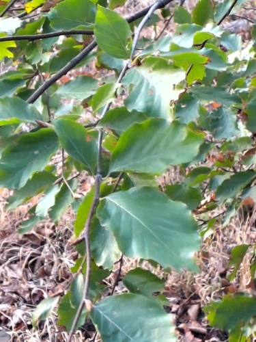 European beech