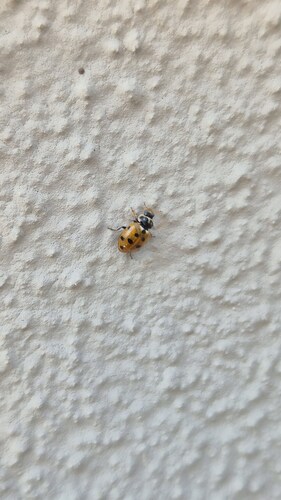 Variegated Lady Beetle
