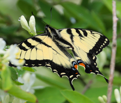 Papilio appalachiensis