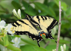 Papilio appalachiensis