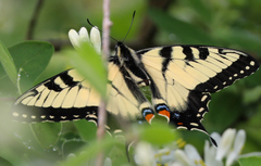 Papilio appalachiensis