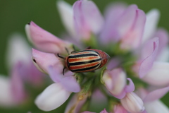 Disonycha punctigera