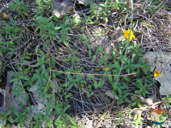 Perymenium buphthalmoides