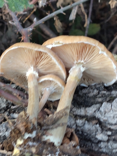 Honey Mushroom