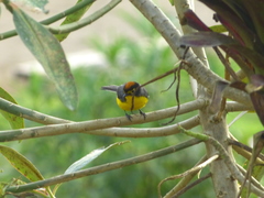 Myioborus melanocephalus
