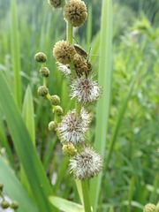 Sparganium erectum