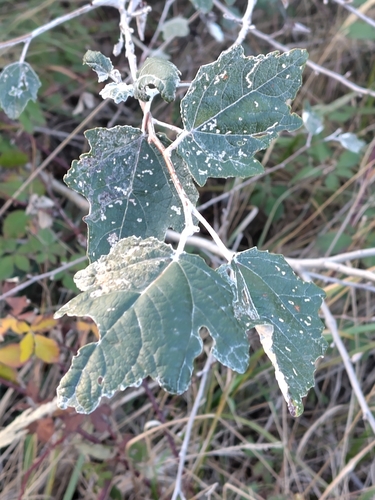 white poplar