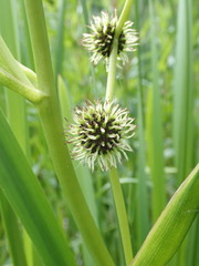 Sparganium erectum